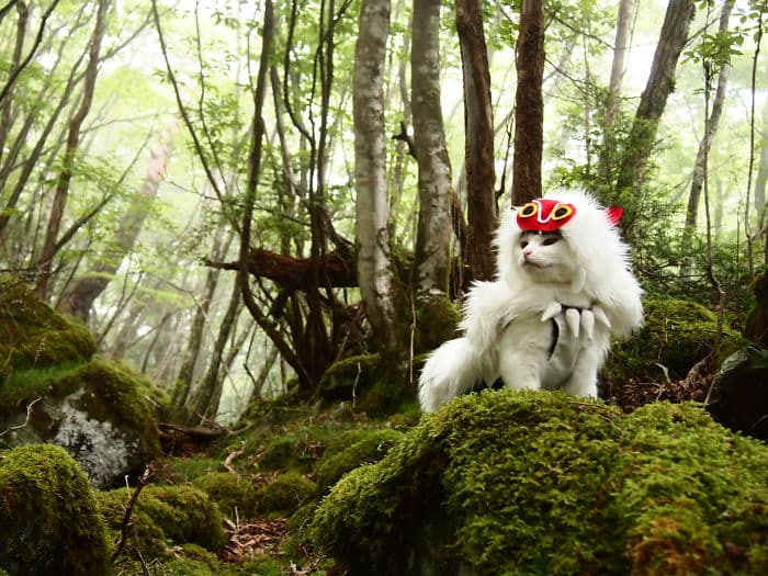 Косплей котов и кошек на героев видеоигр