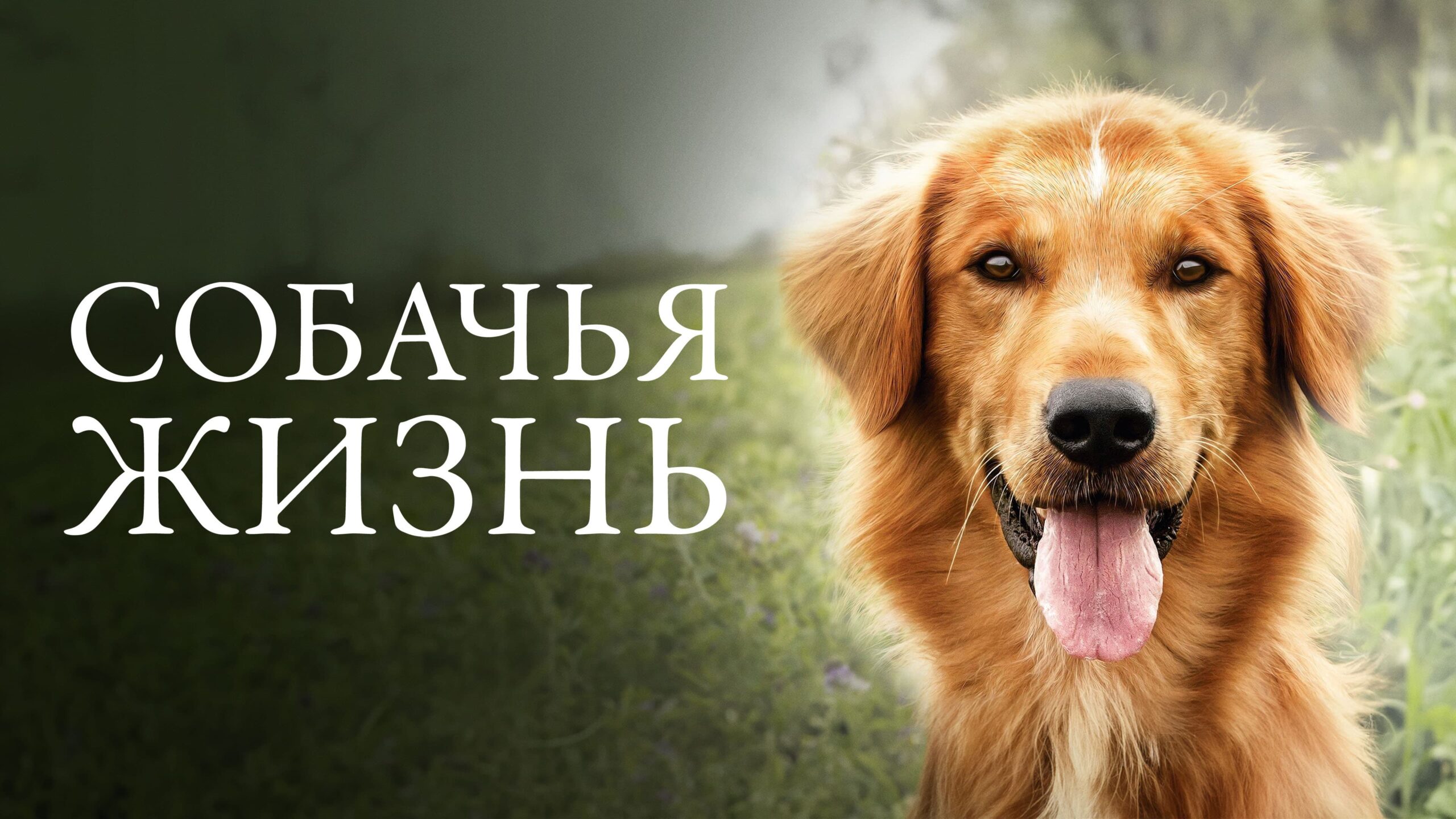 A Dog's Purpose